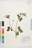 水辣菜、禺毛茛藏品圖，第1張