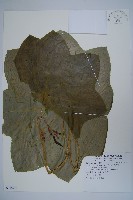 八角蓮藏品圖，第1張