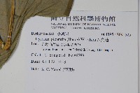 八角蓮藏品圖，第2張