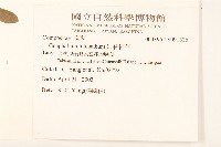 絲綿草藏品圖，第2張