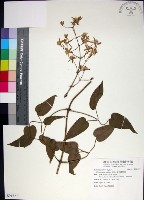 麥氏鐵線蓮藏品圖，第1張