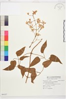 麥氏鐵線蓮藏品圖，第2張