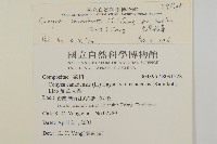光莖飛蓬藏品圖，第2張