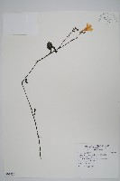 蘭嵌馬藍藏品圖，第1張