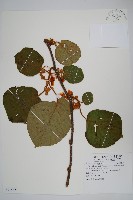 臺灣羊桃藏品圖，第1張