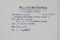 臺灣羊桃藏品圖，第2張