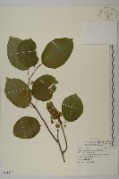 大葉南蛇藤藏品圖，第1張