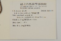 大葉南蛇藤藏品圖，第2張