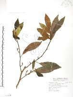 烏心石藏品圖，第1張