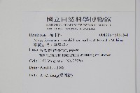 臺灣赤楊、臺灣榿木藏品圖，第2張