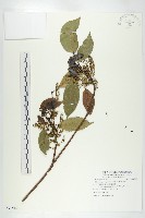 薯豆藏品圖，第1張