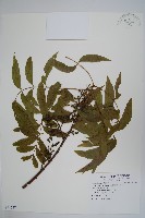 黃連木、爛心木藏品圖，第1張