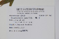 黃連木、爛心木藏品圖，第2張