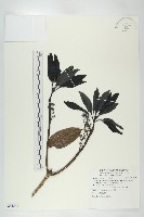 薄葉虎皮楠藏品圖，第1張