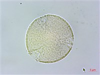 薄葉虎皮楠藏品圖，第2張