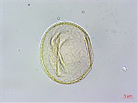 薄葉虎皮楠藏品圖，第3張