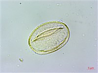 薄葉虎皮楠藏品圖，第4張