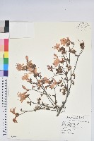 細葉杜鵑、南湖杜鵑、志佳陽杜鵑藏品圖，第1張