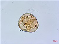 細葉杜鵑、南湖杜鵑、志佳陽杜鵑藏品圖，第2張