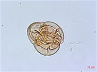 細葉杜鵑、南湖杜鵑、志佳陽杜鵑藏品圖，第3張