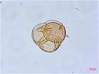 細葉杜鵑、南湖杜鵑、志佳陽杜鵑藏品圖，第4張