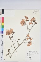 細葉杜鵑、南湖杜鵑、志佳陽杜鵑藏品圖，第1張