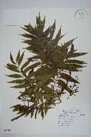 黃連木、爛心木藏品圖，第1張