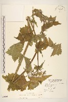 苦滇菜、苦菜藏品圖，第1張