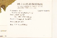 苦滇菜、苦菜藏品圖，第2張