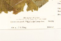 苦滇菜、苦菜藏品圖，第3張