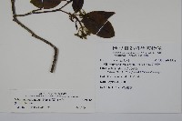 高山莢迷藏品圖，第2張