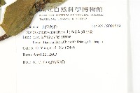 燈台樹藏品圖，第2張