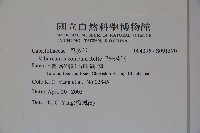 呂宋莢迷藏品圖，第2張