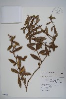 太魯閣小檗藏品圖，第1張