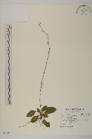 臺灣鬼督郵藏品圖，第1張