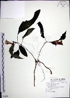 角桐草、台灣半蒴苣苔藏品圖，第1張