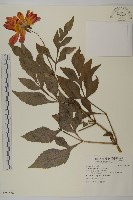 大麗花藏品圖，第1張