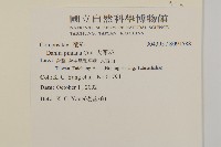 大麗花藏品圖，第2張