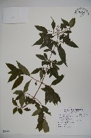 狹葉莢迷藏品圖，第1張