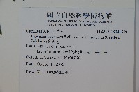 狹葉莢迷藏品圖，第2張