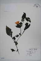 曲莖馬藍藏品圖，第1張