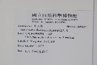 曲莖馬藍藏品圖，第2張