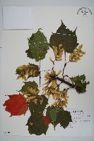 臺灣紅榨槭藏品圖，第1張