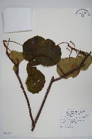 臺灣羊桃藏品圖，第1張