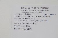 臺灣羊桃藏品圖，第2張