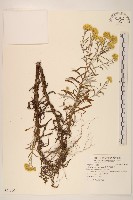 秋鼠麴草藏品圖，第1張