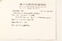 秋鼠麴草藏品圖，第2張