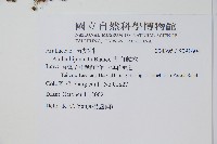 裡白蔥木藏品圖，第2張