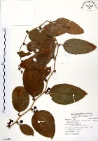 糙莖菝契、疣枝菝契藏品圖，第1張