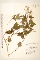 蔓黃菀藏品圖，第1張